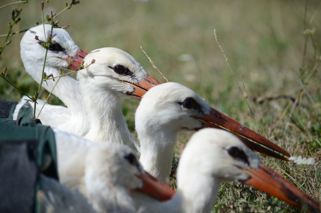 Cigüeñas blancas (Ciconia ciconia) - Ourense