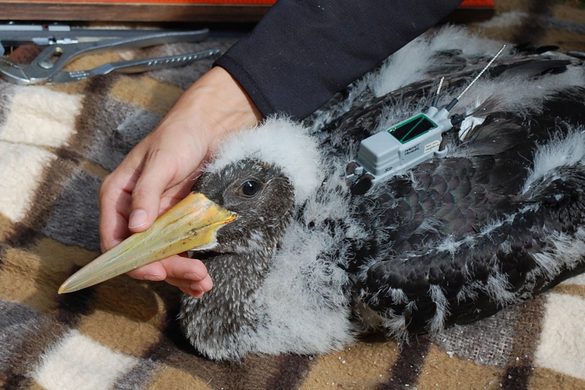 "Pollo de cigüeña negra (Ciconia nigra) equipado con un transmisor GPS."