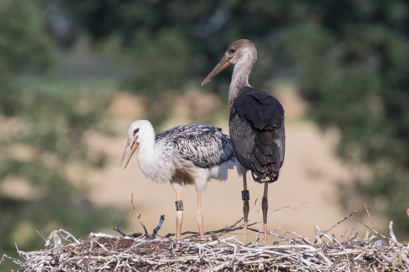 "Los dos híbridos juveniles en su nido en Lüder, Alemania (2023). Crédito: BirdGuides."