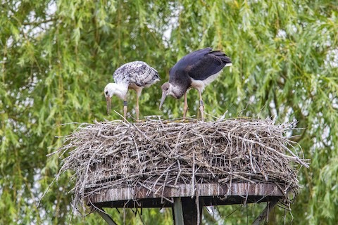 Pollos híbridos de cigüeñas. Birdguides