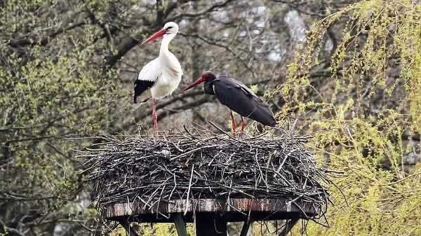 Isis y Heinrich en su nido en Lüder (2023)